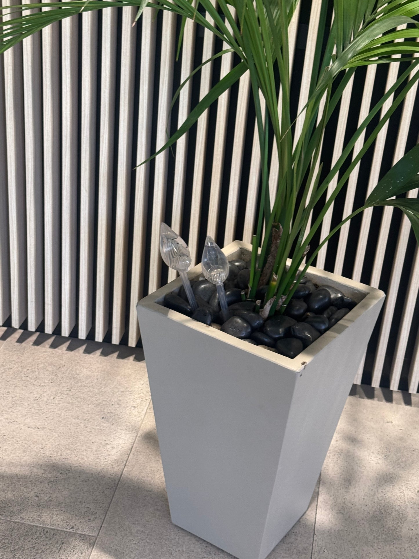 Parlour / Kentia palm Tree