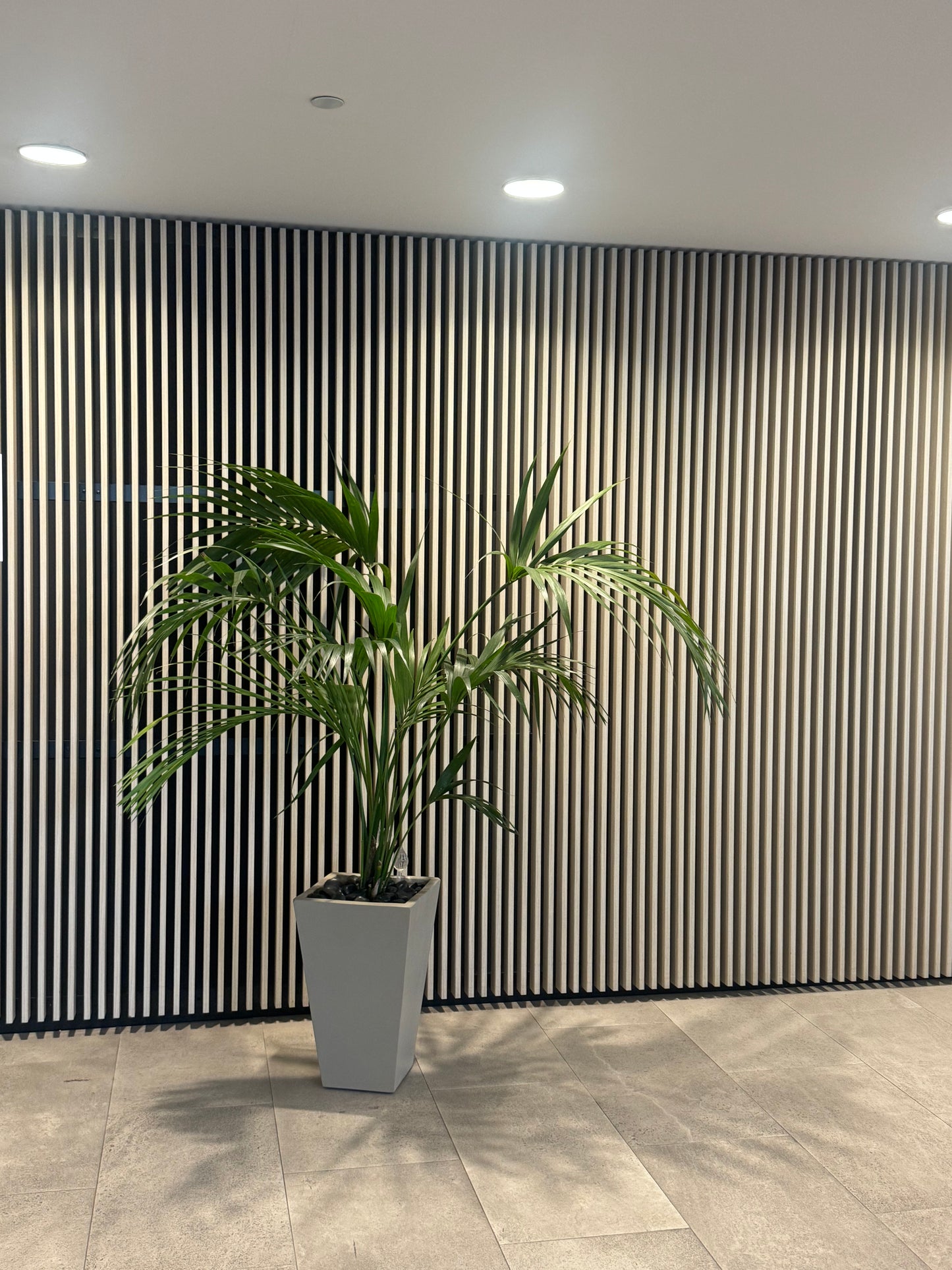 Parlour / Kentia palm Tree