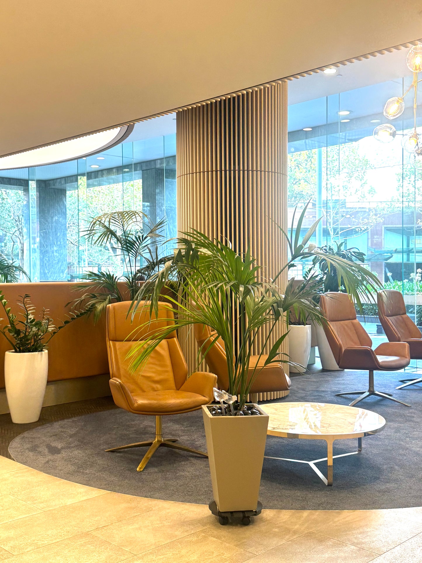 Parlour / Kentia palm Tree