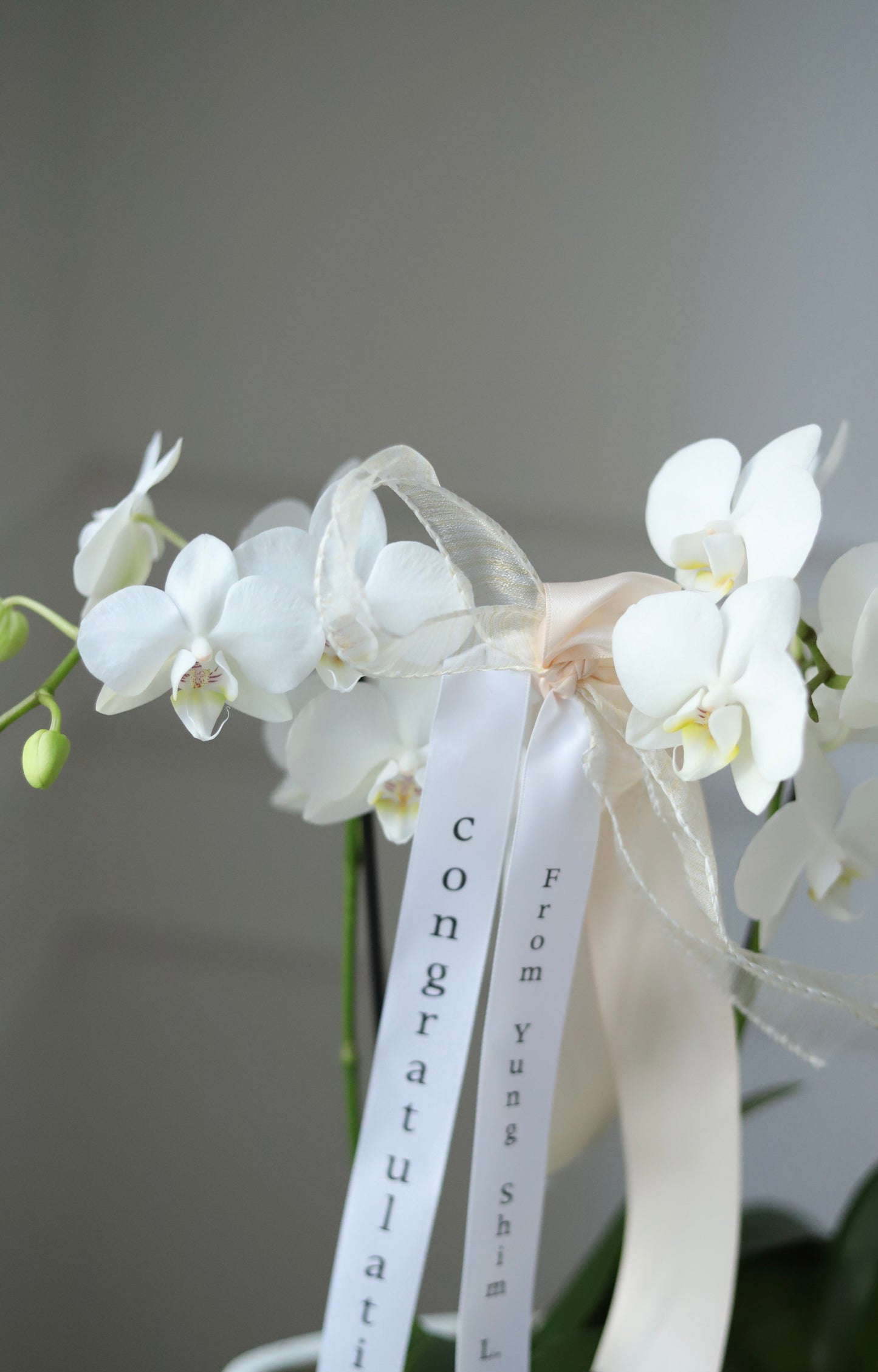 Mini Phalaenopsis Orchid