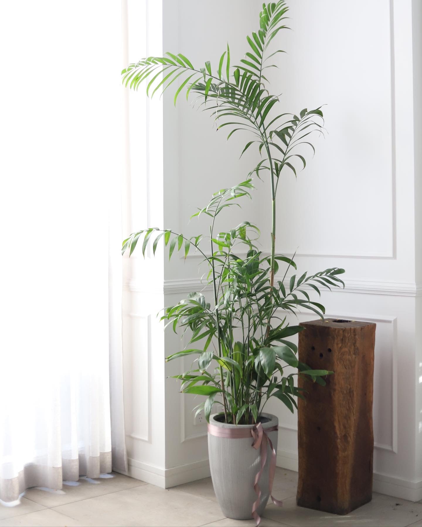 Parlour / Kentia palm Tree