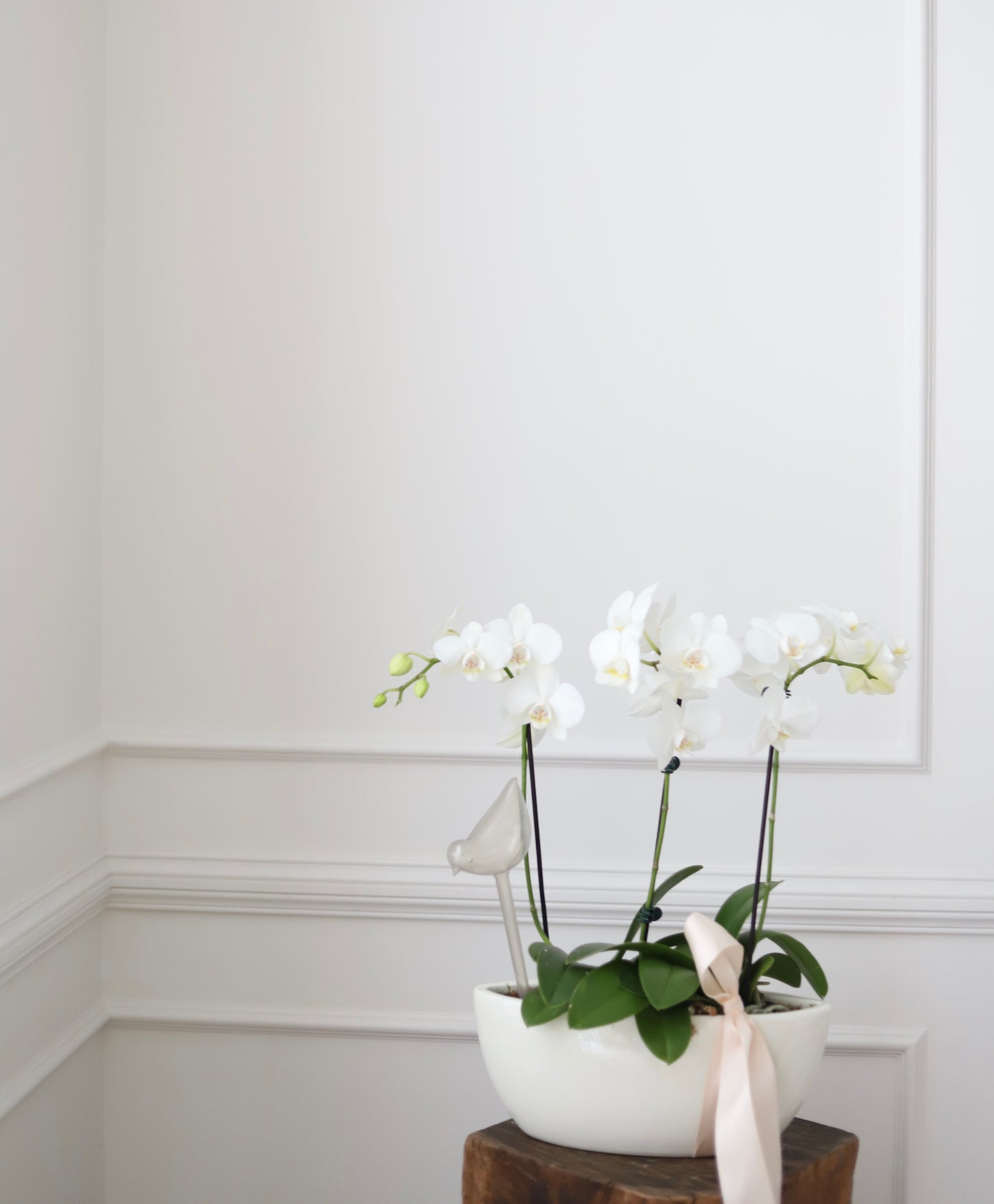 Mini Phalaenopsis Orchid