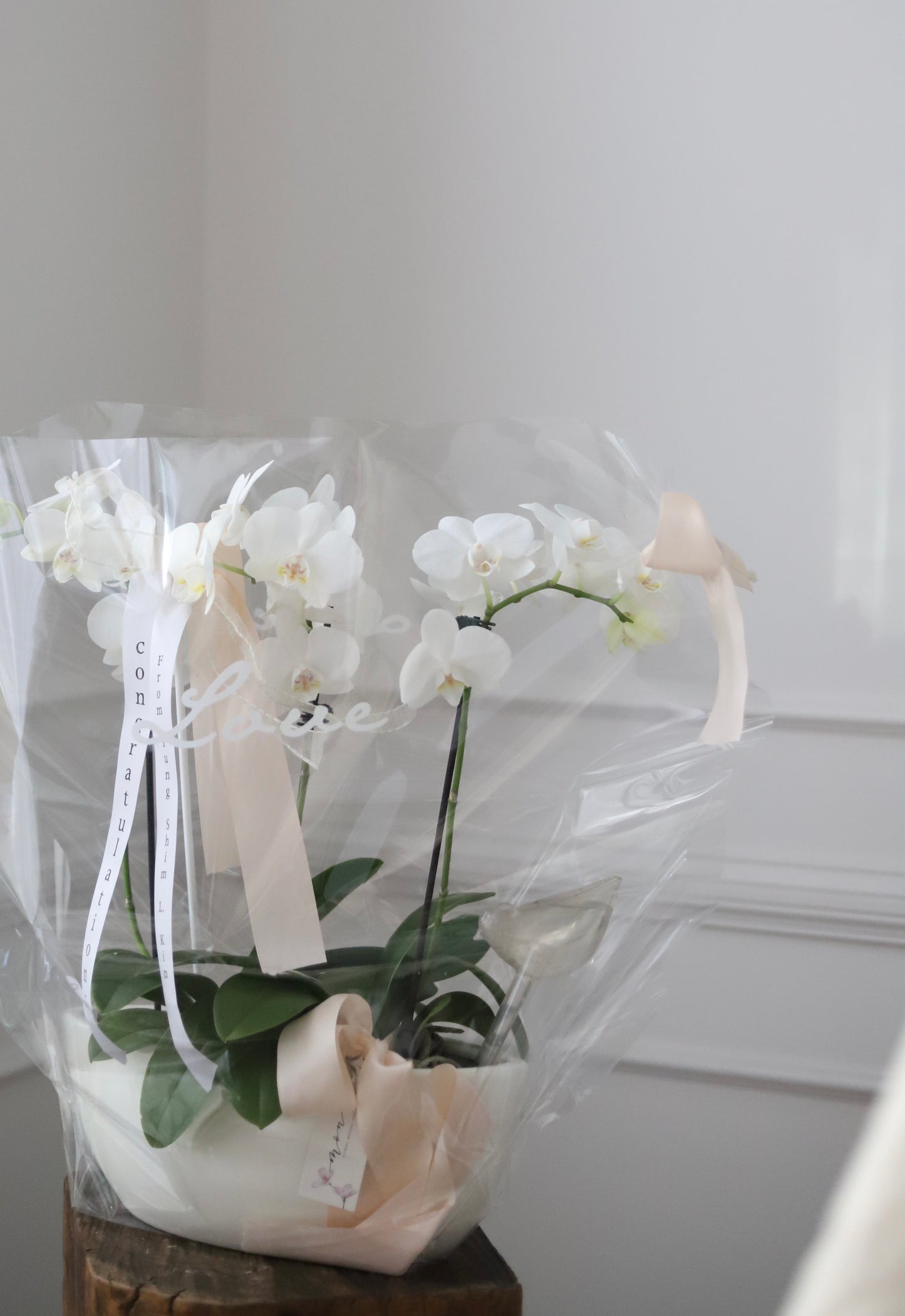 Mini Phalaenopsis Orchid