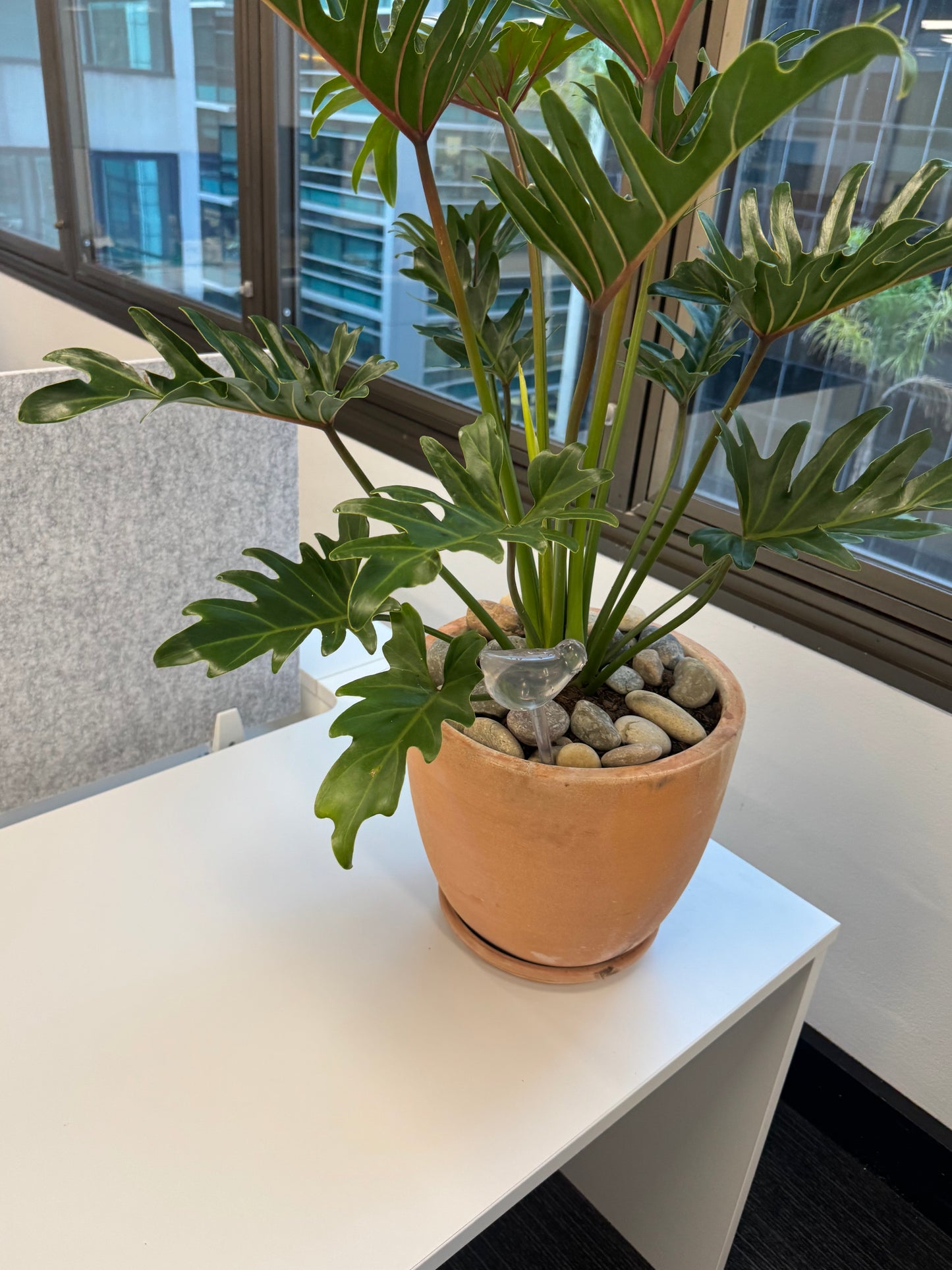 Monstera