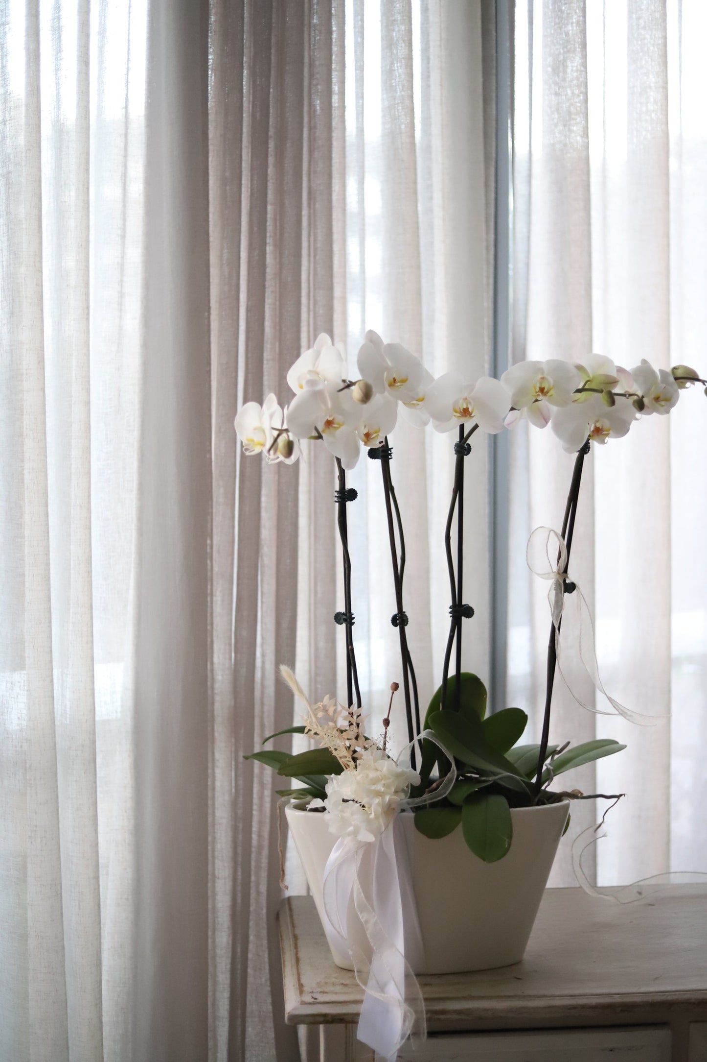 Phalaenopsis Orchids