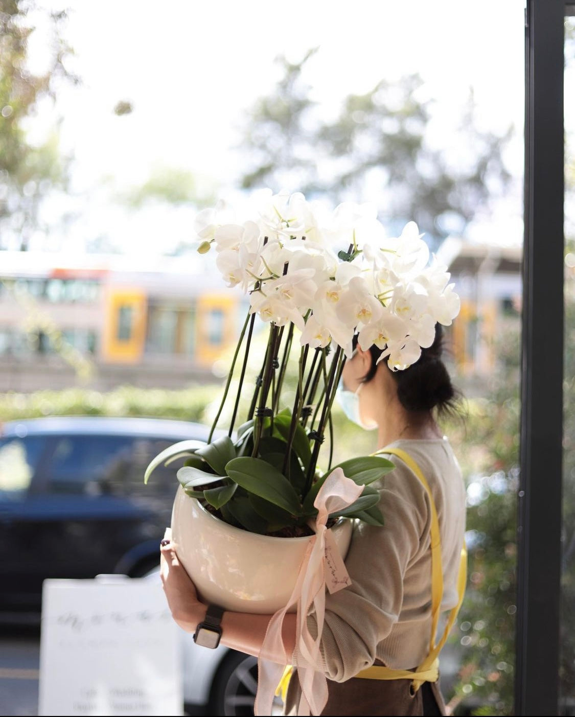 Phalaenopsis Orchids