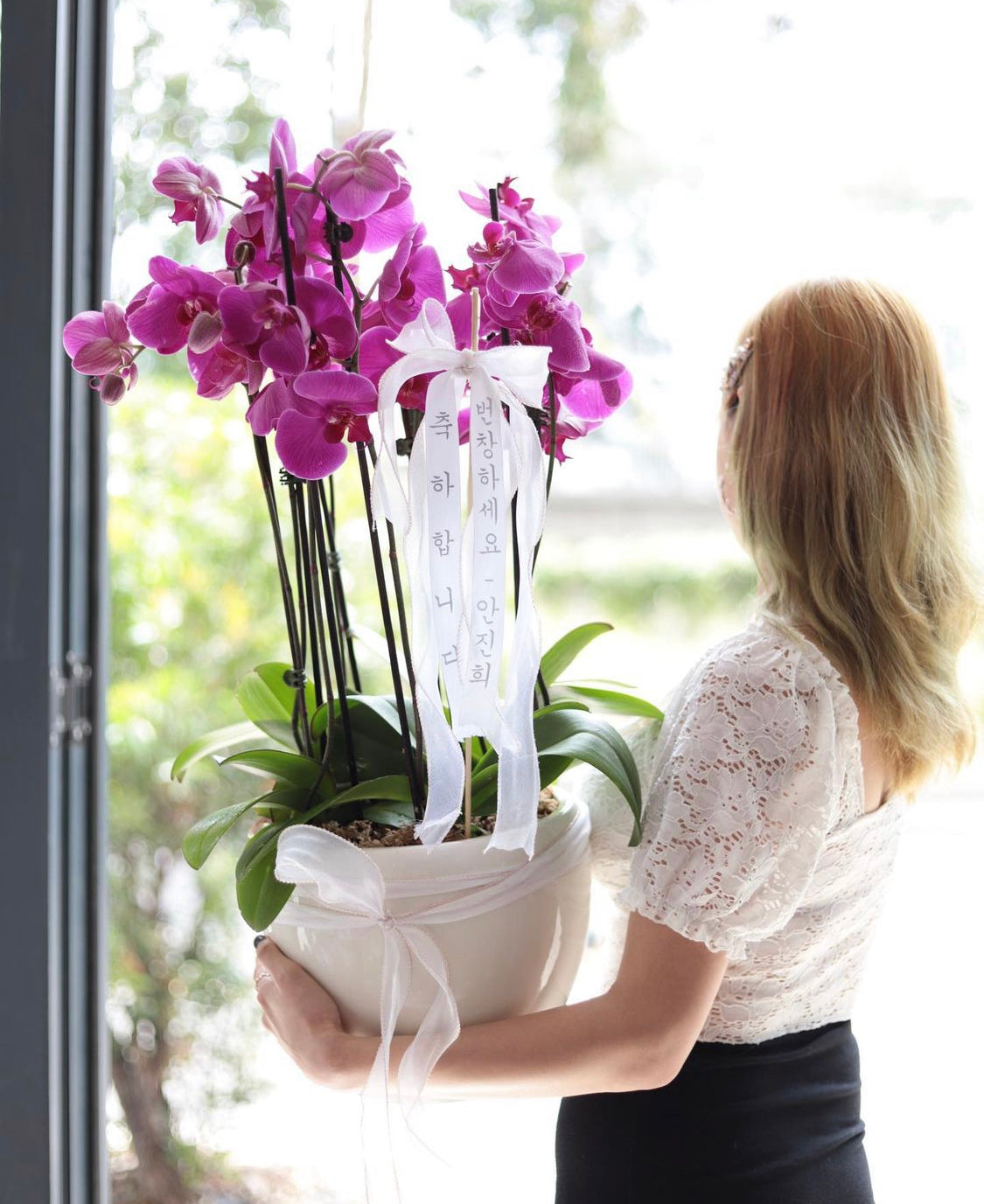 Phalaenopsis Orchids