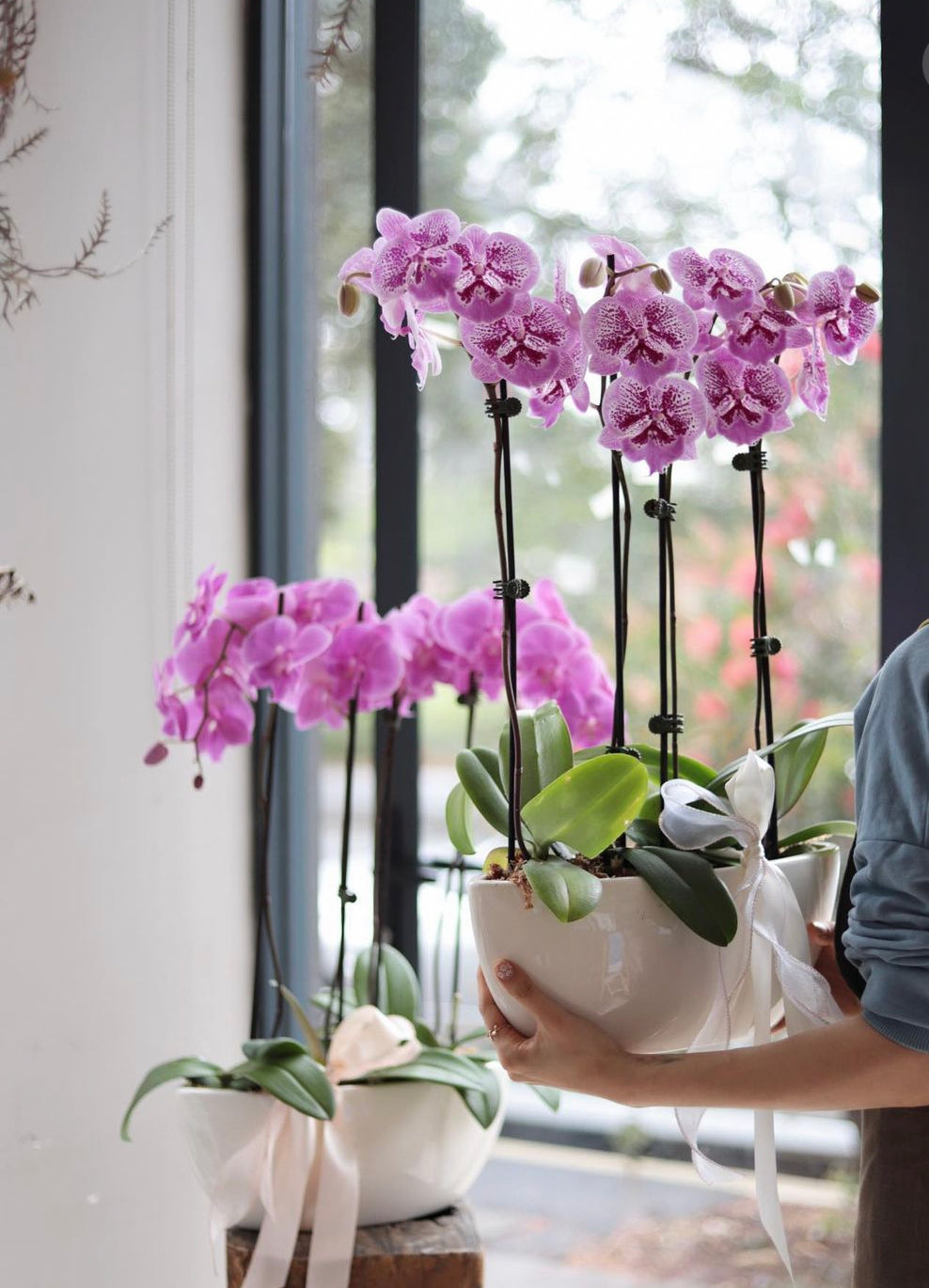 Phalaenopsis Orchids