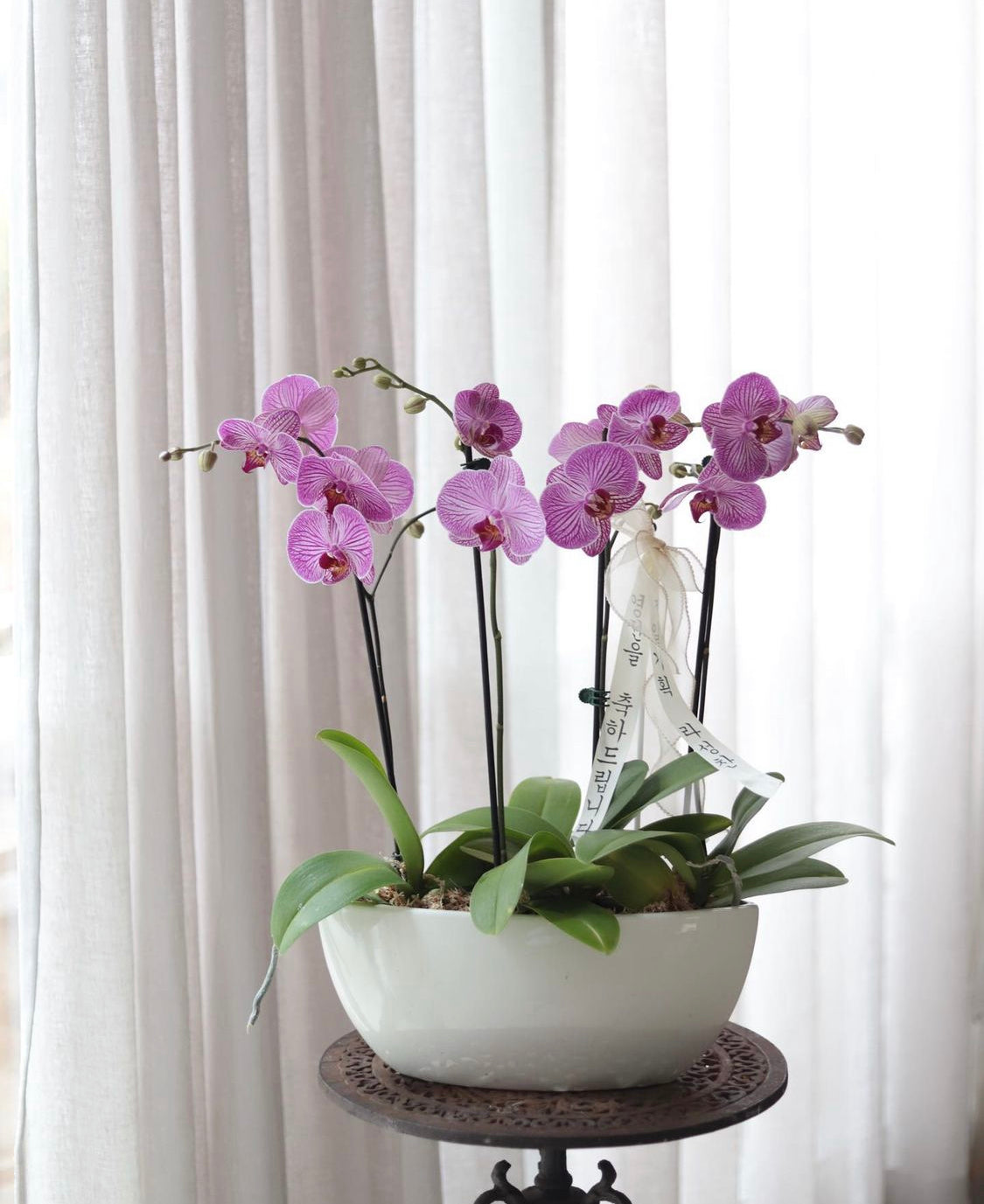 Phalaenopsis Orchids